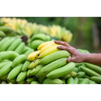 Green Banana  (1)-4729475-60642.webp